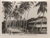 Coconut-Palm-Avenue-Eimeo-1951